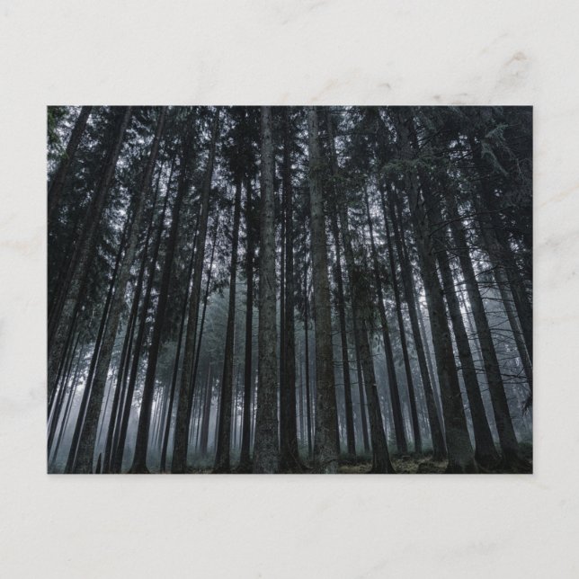 Dark Forest Log Tree Mood Postcard Postkarte (Vorderseite)
