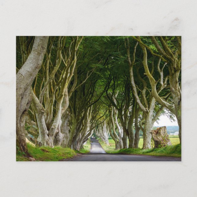 Dark Hedges in Irland Postkarte (Vorderseite)