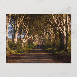 Dark Hedges Irland Postkarte