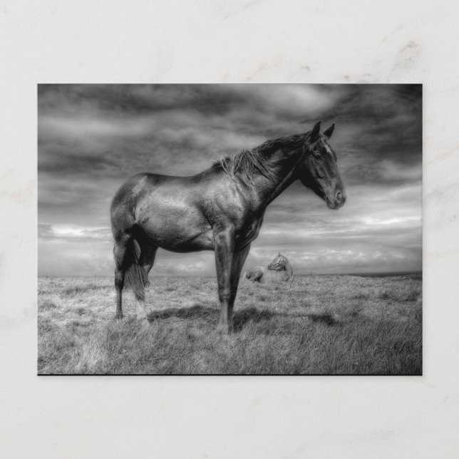 Dark Horse Postcard Postkarte (Vorderseite)