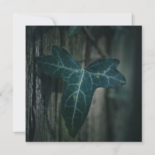 Dark Ivy Leaf Nature Foto Card (Vorderseite)