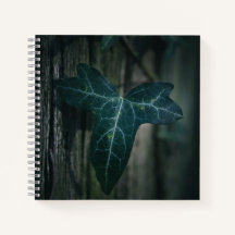 Dark Ivy Leaf Nature Foto
