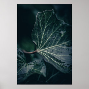 Dark Ivy Leaf Naturfotografie Poster