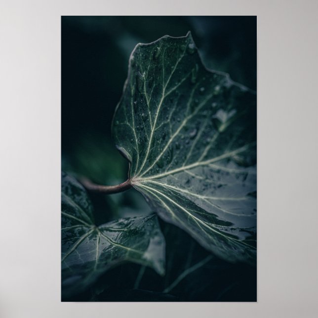 Dark Ivy Leaf Naturfotografie Poster (Vorne)