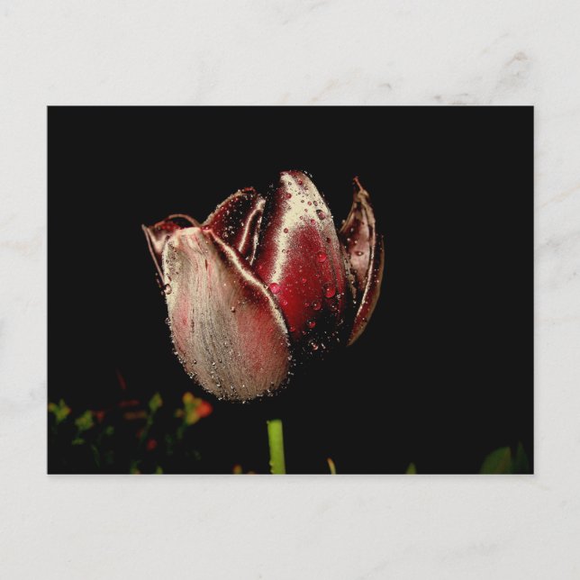 Dark Lila Tulip Postkarte (Vorderseite)