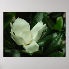 Dark Magnolia Canvas Print Poster