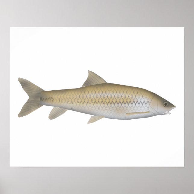 Dark Mahseer Poster (Vorne)