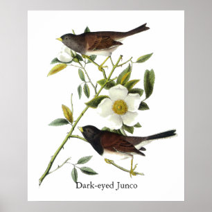 Dark-mit Augen Junco - John James Audubon Poster