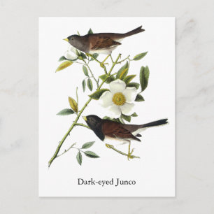 Dark-mit Augen Junco - John James Audubon Postkarte