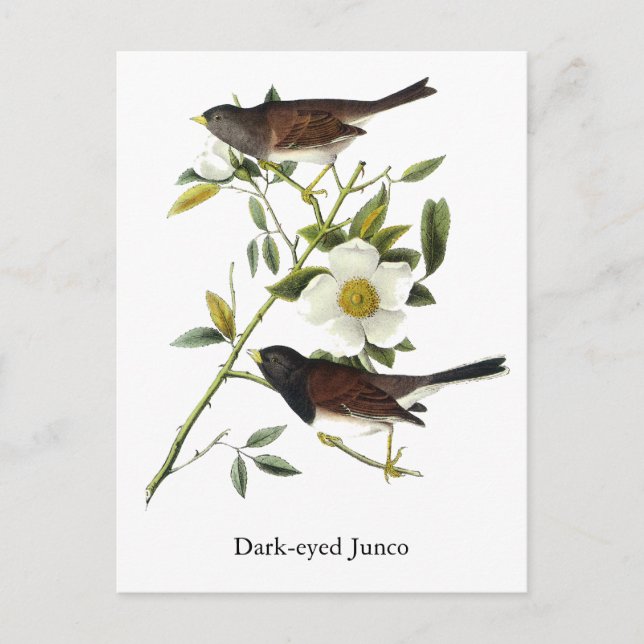 Dark-mit Augen Junco - John James Audubon Postkarte (Vorderseite)