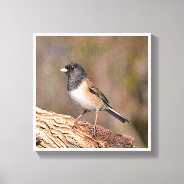 Dark mit Augen Junco Leinwanddruck (Vorderseite)