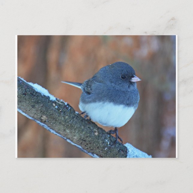 Dark Mit Augen Junco Sparrow Postkarte (Vorderseite)