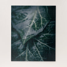 Dark Moody Ivy Verlasse Nature Foto