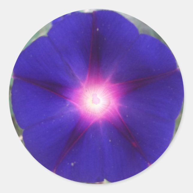 Dark Morning Glory Sticker (Vorderseite)