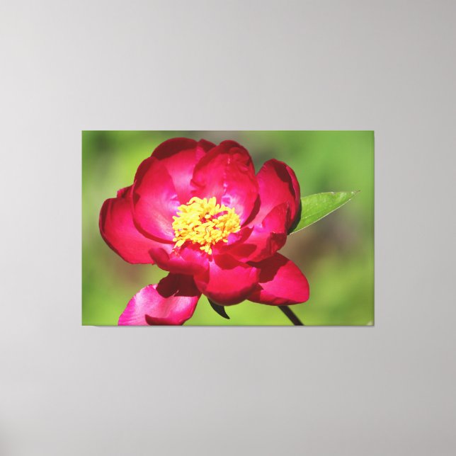 Dark Pink Peony Leinwanddruck (Vorderseite)
