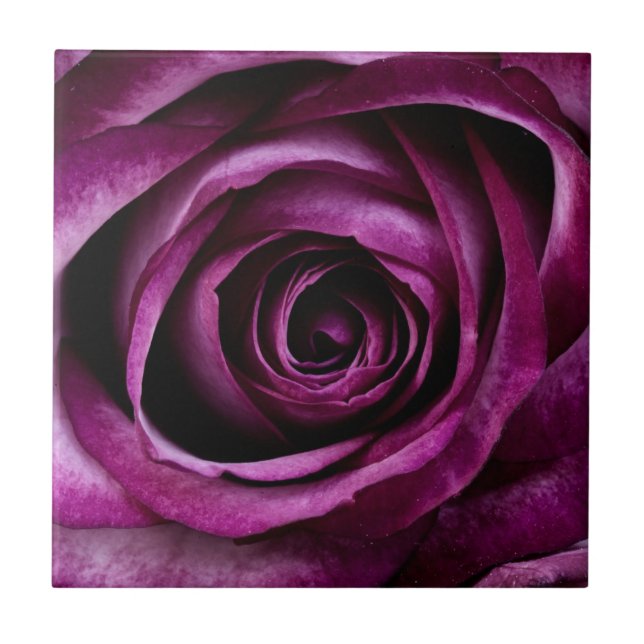Dark Purple Rose Fliese (Vorderseite)