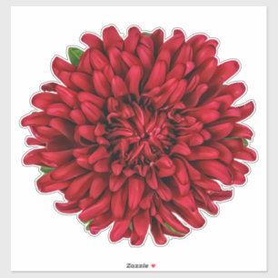 Dark Red Big Dahlia Pinnata Blume Sticker