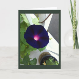 Dark Velvet Morning Glory Blank Karte