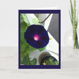 Dark Velvet Morning Glory Blank Karte