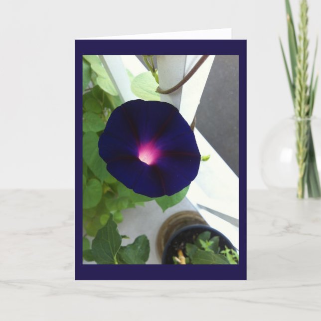 Dark Velvet Morning Glory Blank Karte (Vorderseite)