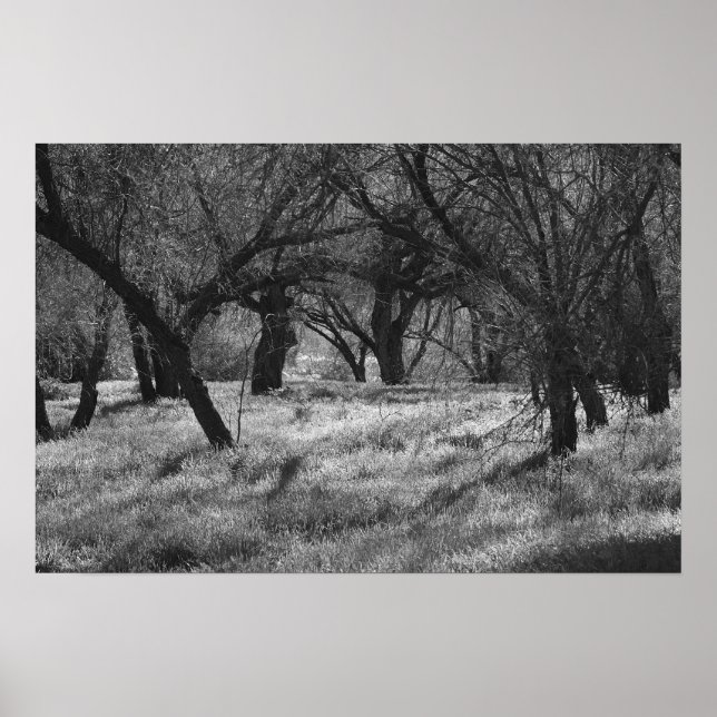 DarkTrees auf einer Wiese (b/w) Poster (Vorne)