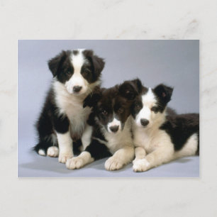 Darling Dog, Puppy Foto Cards, Geschenke - Anpasse Postkarte