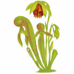 Darlingtonia californica, Fleisch fressende Freistehende Fotoskulptur<br><div class="desc">Diese attraktive Ausschnittskulptur kennzeichnet eine schöne botanische Illustration des Fleisch fressenden Pflanze Darlingtonia californica. Rief auch die Kalifornien-Krug-Pflanze, Kobra-Pflanze an, oder Kobra-Lilie, ist es das einzige Mitglied der Klasse Darlingtonia im Familie Sarraceniaceae. Eingeborener zu südwestlichem Oregon und zu Nordkalifornien, wächst es in den Sümpfen und sickert mit kaltem fließendem Wasser...</div>