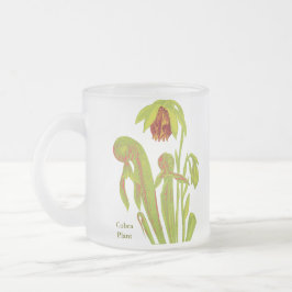 Darlingtonia californica, Fleisch fressende Mattglastasse