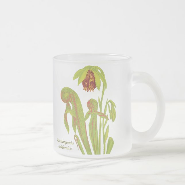 Darlingtonia californica, Fleisch fressende Mattglastasse (Rechts)