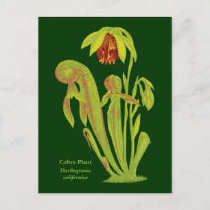 Darlingtonia californica, karnivorische Pflanze Postkarte