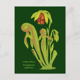 Darlingtonia californica, karnivorische Pflanze Postkarte