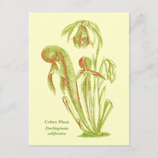 Darlingtonia californica, karnivorische Pflanze Postkarte