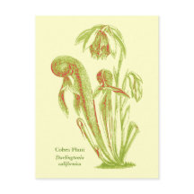 Darlingtonia californica, karnivorische Pflanze