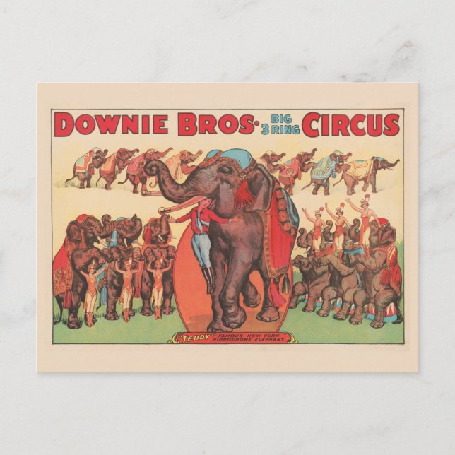 Darstellende Elefanten mit Frauen und Trainer. Postkarte (Vorderseite)