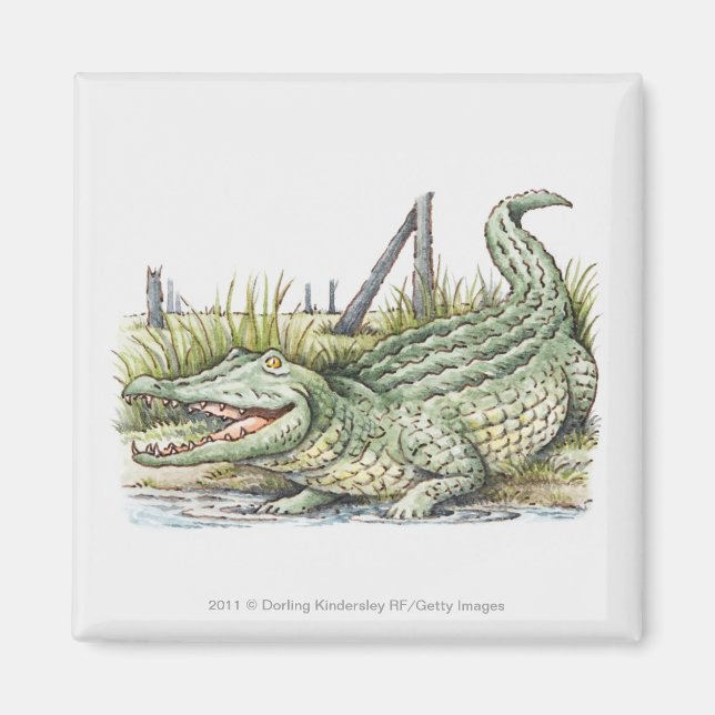 Darstellung der Alligatorin am Ufer Magnet (Vorne)