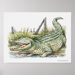 Darstellung der Alligatorin am Ufer Poster