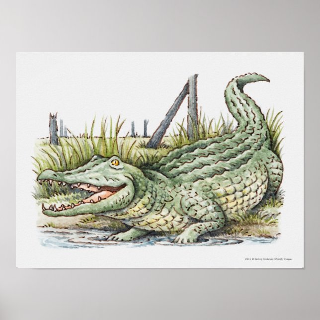 Darstellung der Alligatorin am Ufer Poster (Vorne)