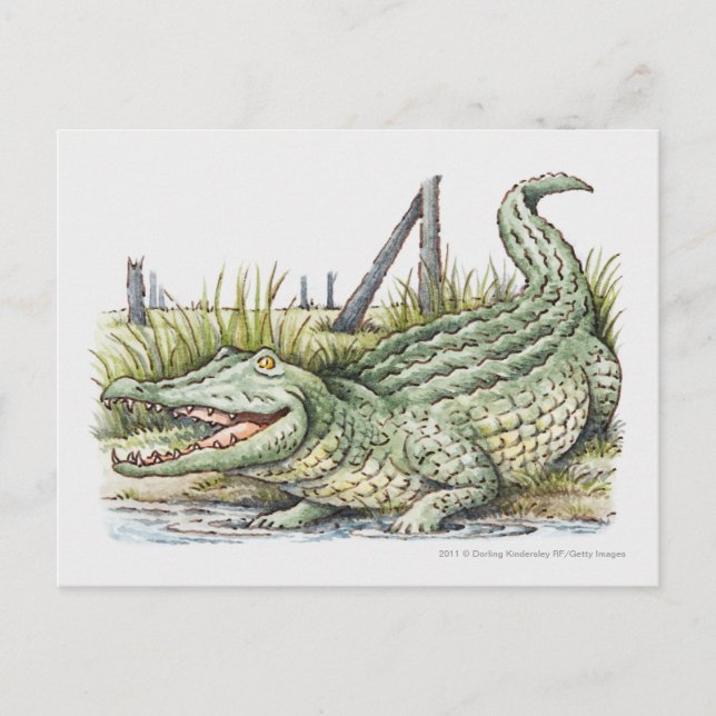 Darstellung der Alligatorin am Ufer Postkarte (Vorderseite)