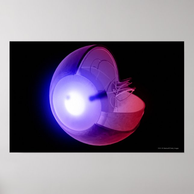 Darstellung der Struktur des Auges Poster (Vorne)