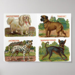 Darstellung der Vintagen Hunde Poster