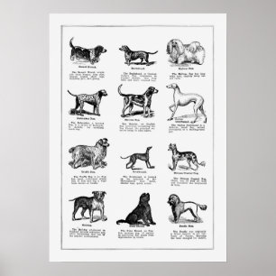 Darstellung der Vintagen Hunde, Retrohunde Poster