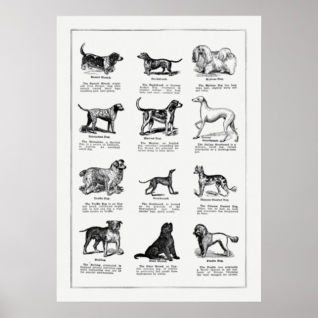 Darstellung der Vintagen Hunde, Retrohunde Poster (Vorne)