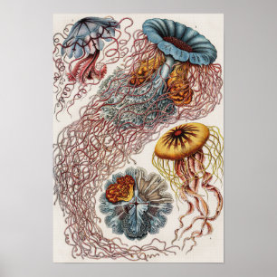 Darstellung des Meereslebens - Ernst Haeckel Poste Poster