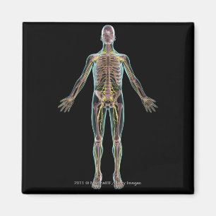 Darstellung des Nervensystems Magnet