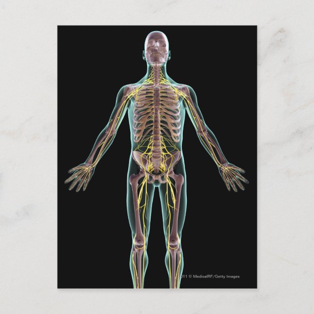 Darstellung des Nervensystems Postkarte (Vorderseite)