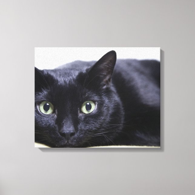 Darstellung einer Katze Leinwanddruck (Vorderseite)