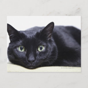 Darstellung einer Katze Postkarte