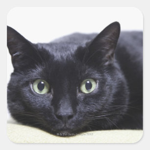 Darstellung einer Katze Quadratischer Aufkleber
