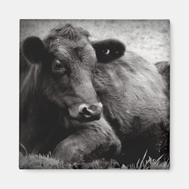 Darstellung eines Angus Magnet (Vorne)