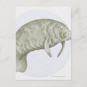 Darstellung eines Manatees (Trichechus sp.) Postkarte